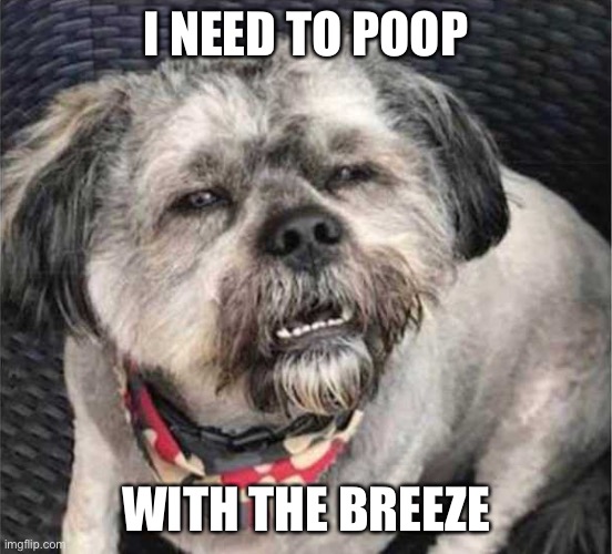 confused dog | I NEED TO POOP; WITH THE BREEZE | image tagged in confused dog | made w/ Imgflip meme maker