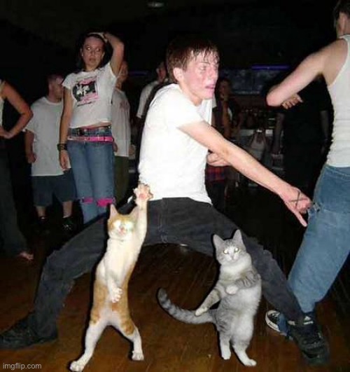 Cats Dancing | image tagged in cats dancing | made w/ Imgflip meme maker