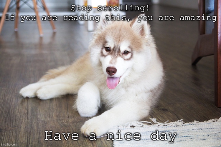 Stop scrolling!
If you are reading this, you are amazing; Have a nice day | image tagged in have a nice day | made w/ Imgflip meme maker