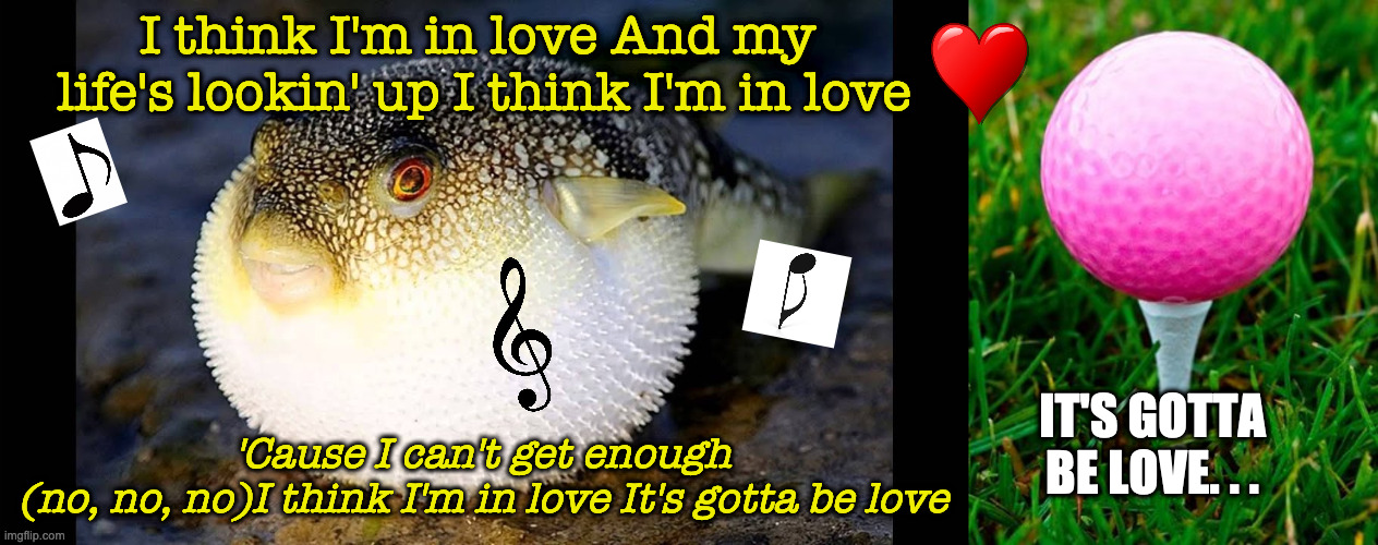 It's Defnitely Love | I think I'm in love And my
 life's lookin' up I think I'm in love; IT'S GOTTA BE LOVE. . . 'Cause I can't get enough 
(no, no, no)I think I'm in love It's gotta be love | image tagged in puffer fish,pink golf ball | made w/ Imgflip meme maker