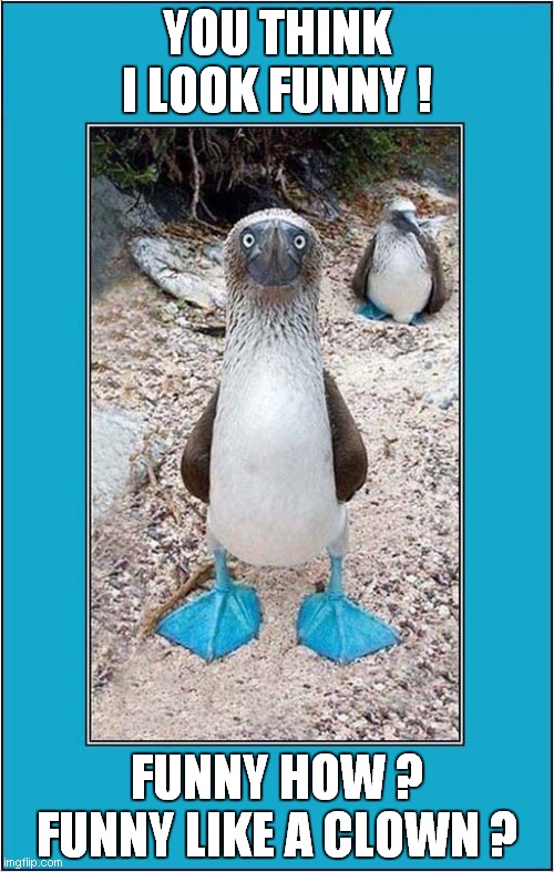 What Are You Looking At ? | YOU THINK I LOOK FUNNY ! FUNNY HOW ?
FUNNY LIKE A CLOWN ? | image tagged in fun,blue-footed booby,good fellas | made w/ Imgflip meme maker