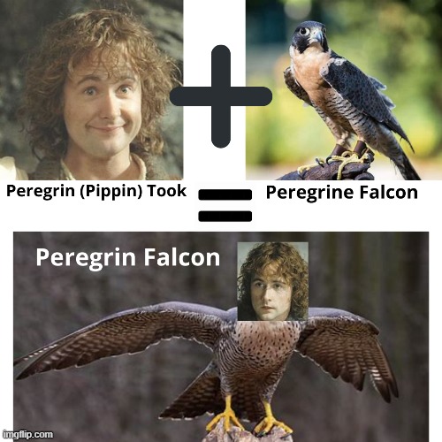 Peregrin Falcon | image tagged in pippin took,peregrin took,lotr,falcon,peregrine falcon,hobbit | made w/ Imgflip meme maker