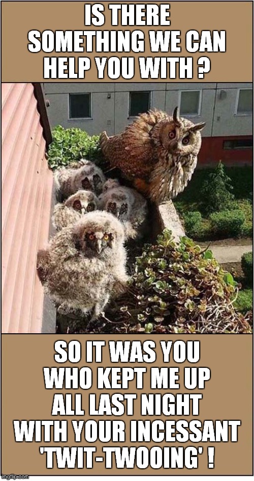 Owls ! |  IS THERE SOMETHING WE CAN HELP YOU WITH ? SO IT WAS YOU WHO KEPT ME UP ALL LAST NIGHT WITH YOUR INCESSANT 'TWIT-TWOOING' ! | image tagged in fun,owls,annoying | made w/ Imgflip meme maker