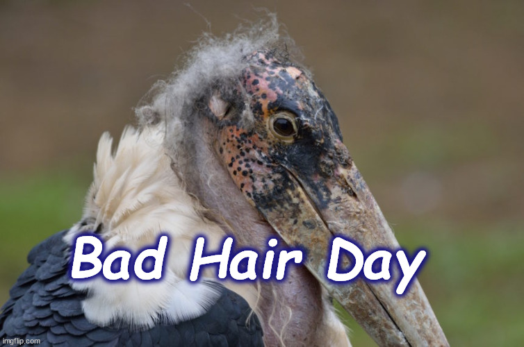 bad hair | Bad Hair Day | image tagged in bad hair | made w/ Imgflip meme maker