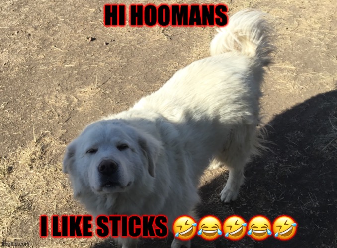 Dogs are the best. | HI HOOMANS; I LIKE STICKS 🤣😂🤣😂🤣 | image tagged in the most interesting man in the world | made w/ Imgflip meme maker