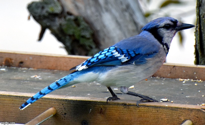 blue jay | image tagged in birds | made w/ Imgflip meme maker