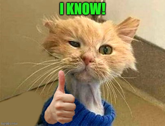 thumb cat | I KNOW! | image tagged in thumb cat | made w/ Imgflip meme maker