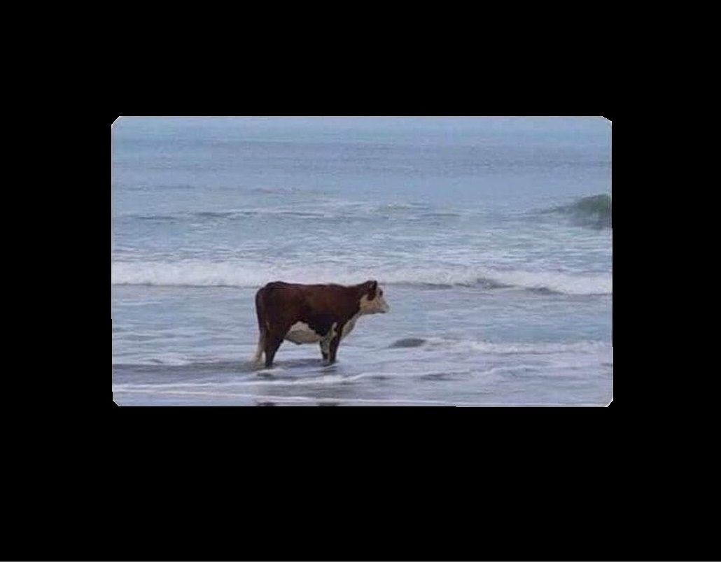 Cow at the beach Blank Meme Template