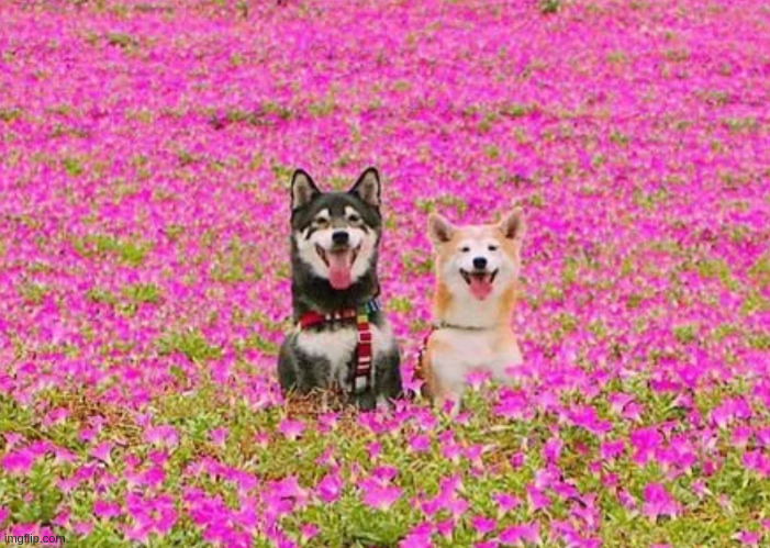 image tagged in scenic,dog | made w/ Imgflip meme maker