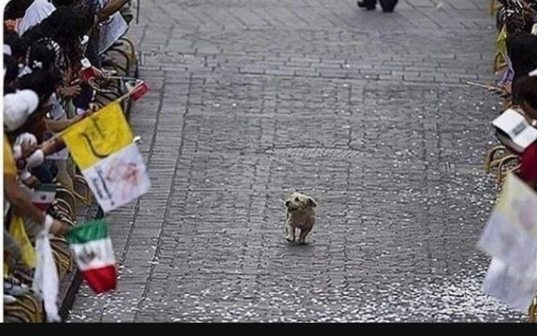 High Quality Parade Blank Meme Template