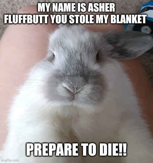 Asher!!!!! | MY NAME IS ASHER FLUFFBUTT YOU STOLE MY BLANKET; PREPARE TO DIE!! | image tagged in bunny,funny | made w/ Imgflip meme maker