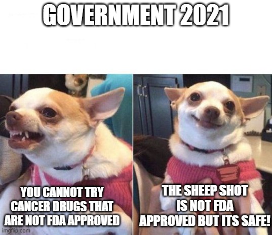 angry chihuahua happy chihuahua | GOVERNMENT 2021; YOU CANNOT TRY CANCER DRUGS THAT ARE NOT FDA APPROVED; THE SHEEP SHOT IS NOT FDA APPROVED BUT ITS SAFE! | image tagged in angry chihuahua happy chihuahua | made w/ Imgflip meme maker