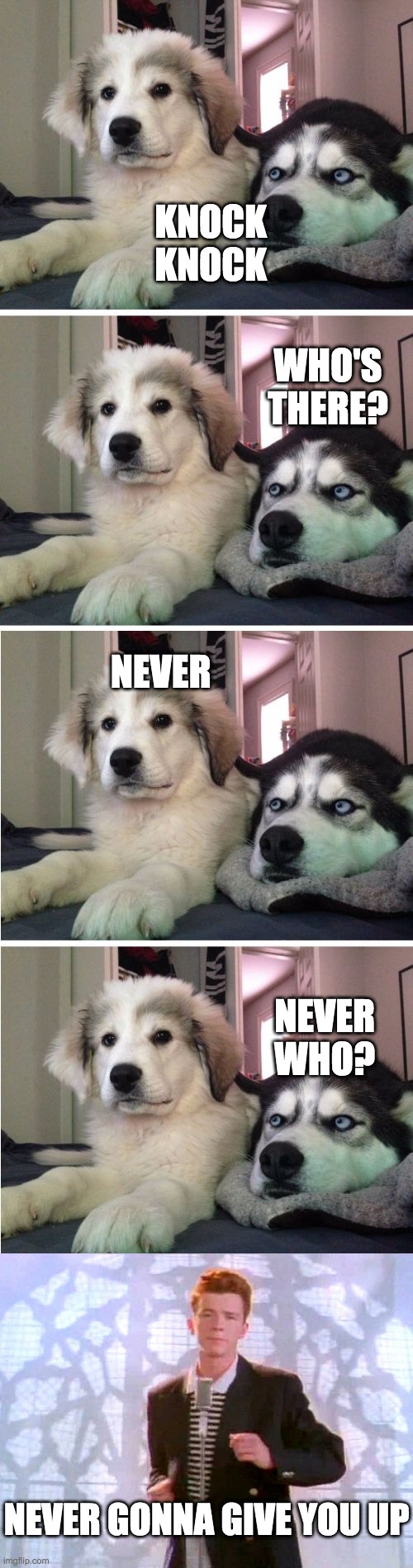 wait for it.... | WHO'S THERE? KNOCK KNOCK; NEVER; NEVER WHO? NEVER GONNA GIVE YOU UP | image tagged in knock knock dogs | made w/ Imgflip meme maker