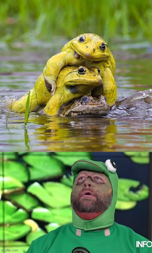 It's Habbening! | image tagged in frogs,alex jones,memes,funny,infowars,pepe the frog | made w/ Imgflip meme maker