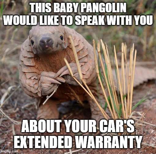Pangolin Extended Warranty | THIS BABY PANGOLIN WOULD LIKE TO SPEAK WITH YOU; ABOUT YOUR CAR'S EXTENDED WARRANTY | image tagged in pangolin,extended warranty,funny memes,fun,cute animals | made w/ Imgflip meme maker