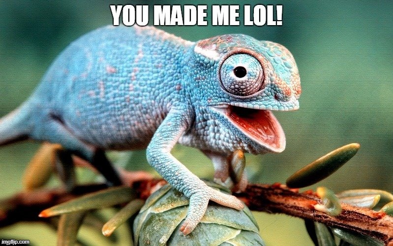 Funny chameleon meme - "You made me LOL!" | image tagged in memes,funny memes,funny animals,chameleon,lol,humor | made w/ Imgflip meme maker