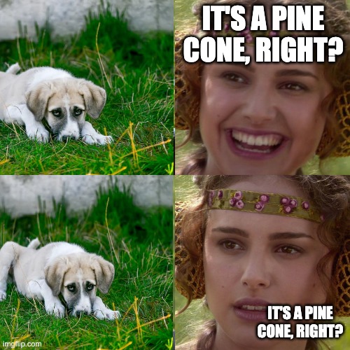 Pine Cone | IT'S A PINE CONE, RIGHT? IT'S A PINE CONE, RIGHT? | image tagged in anakin padme 4 panel | made w/ Imgflip meme maker