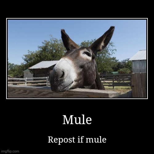 Mule | image tagged in funny,demotivationals | made w/ Imgflip demotivational maker