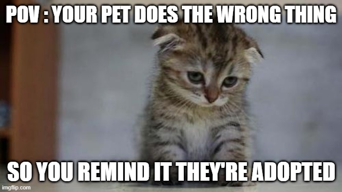 Sad kitten | POV : YOUR PET DOES THE WRONG THING; SO YOU REMIND IT THEY'RE ADOPTED | image tagged in sad kitten | made w/ Imgflip meme maker