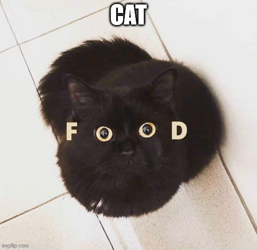 CAT | image tagged in cat,food | made w/ Imgflip meme maker