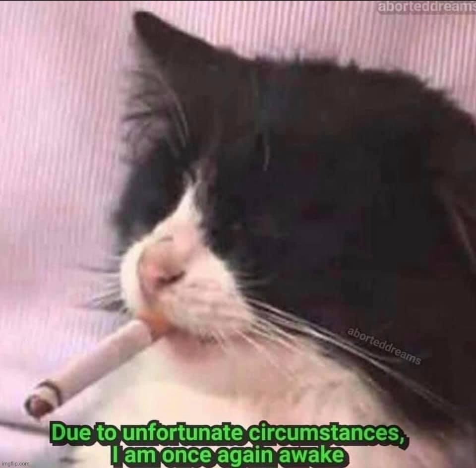 Due to unfortunate circumstances I am once again awake | image tagged in due to unfortunate circumstances i am once again awake,smoking,cat,new template | made w/ Imgflip meme maker