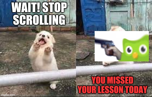 Duolingo is Scaree | WAIT! STOP SCROLLING; YOU MISSED YOUR LESSON TODAY | image tagged in wait stop scrolling | made w/ Imgflip meme maker