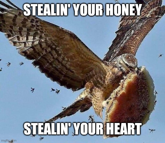 Honey Buzzard Steals Honeycomb | STEALIN' YOUR HONEY; STEALIN' YOUR HEART | image tagged in cute | made w/ Imgflip meme maker