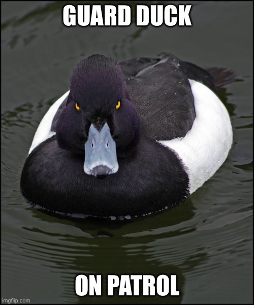 Angry duck | GUARD DUCK ON PATROL | image tagged in angry duck | made w/ Imgflip meme maker