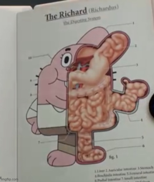 He’s not fat, he just made of intestines | image tagged in richard watterson anatomy | made w/ Imgflip meme maker