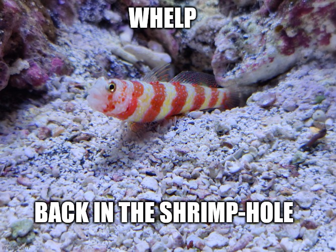 Smol Fish Big Feels | WHELP; BACK IN THE SHRIMP-HOLE | image tagged in smol fish big feels | made w/ Imgflip meme maker
