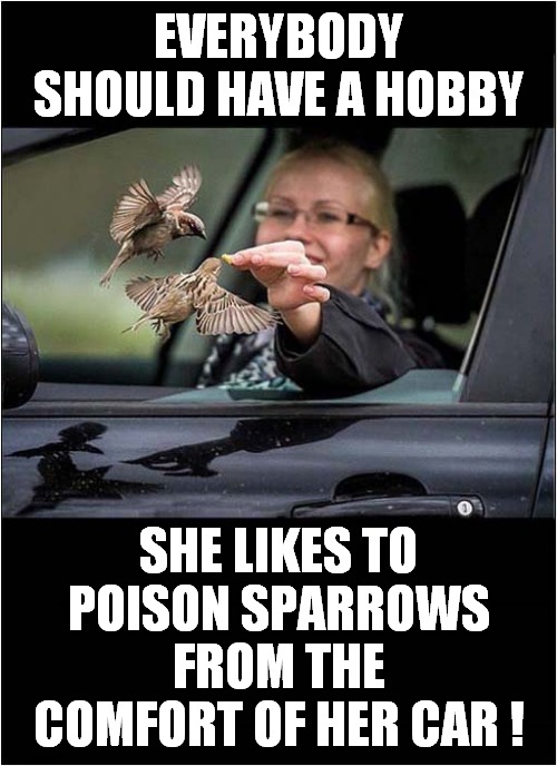 A Drive By Passion ! | EVERYBODY SHOULD HAVE A HOBBY; SHE LIKES TO POISON SPARROWS
FROM THE COMFORT OF HER CAR ! | image tagged in poison,sparrows,drive by,dark humour | made w/ Imgflip meme maker