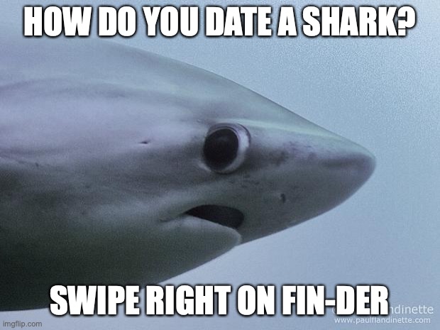 Date a Shark | HOW DO YOU DATE A SHARK? SWIPE RIGHT ON FIN-DER | image tagged in awkward shark | made w/ Imgflip meme maker