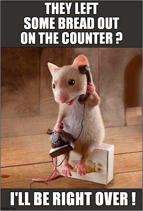 How Mice Communicate ? |  THEY LEFT SOME BREAD OUT ON THE COUNTER ? I'LL BE RIGHT OVER ! | image tagged in fun,mouse,mice,communication | made w/ Imgflip meme maker
