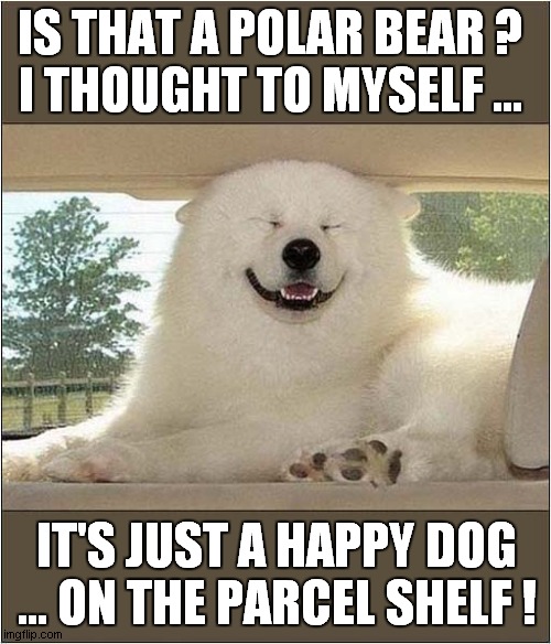 What's That Back There ? | IS THAT A POLAR BEAR ? 
I THOUGHT TO MYSELF ... IT'S JUST A HAPPY DOG
... ON THE PARCEL SHELF ! | image tagged in polar bear,dog,poem | made w/ Imgflip meme maker