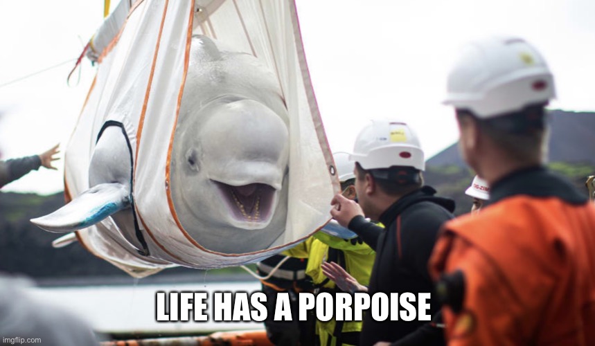 Whale whale whale what do we have here | LIFE HAS A PORPOISE | image tagged in whale whale whale what do we have here | made w/ Imgflip meme maker