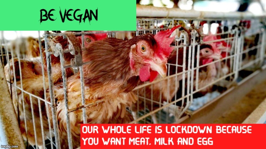 lock down for animals | image tagged in vegan,vegans,veganism,vegan4life,vegan logic,vegans do everthing better even fart | made w/ Imgflip meme maker