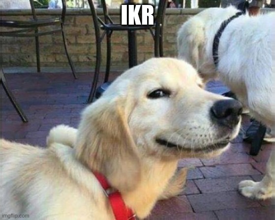dog smiling | IKR | image tagged in dog smiling | made w/ Imgflip meme maker
