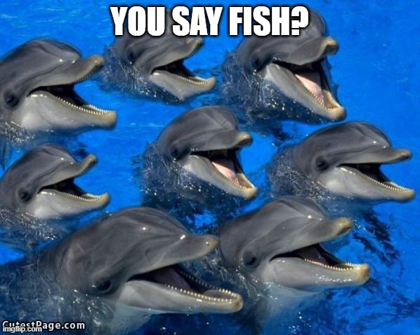 dolphins | YOU SAY FISH? | image tagged in dolphins | made w/ Imgflip meme maker