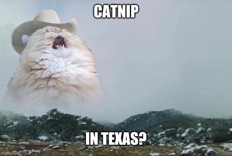 Screaming Cowboy Cat | CATNIP; IN TEXAS? | image tagged in screaming cowboy cat | made w/ Imgflip meme maker