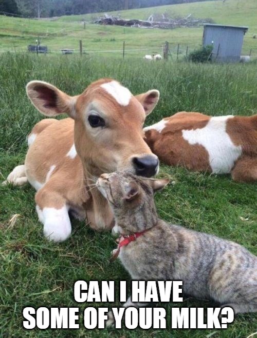 CAN I HAVE SOME OF YOUR MILK? | image tagged in memes,cat,cats,Catmemes | made w/ Imgflip meme maker
