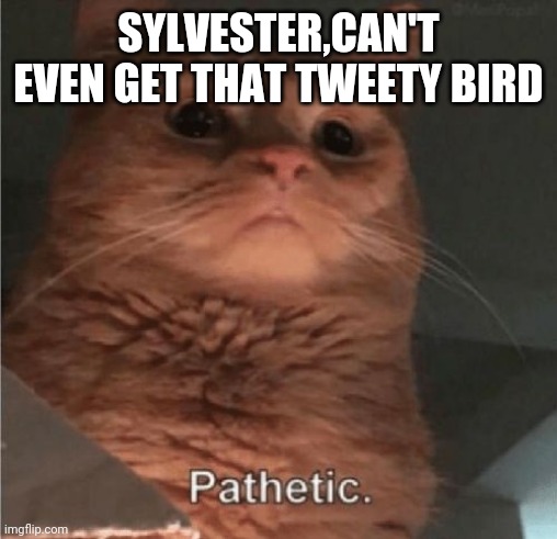 Pathetic Cat | SYLVESTER,CAN'T EVEN GET THAT TWEETY BIRD | image tagged in pathetic cat | made w/ Imgflip meme maker
