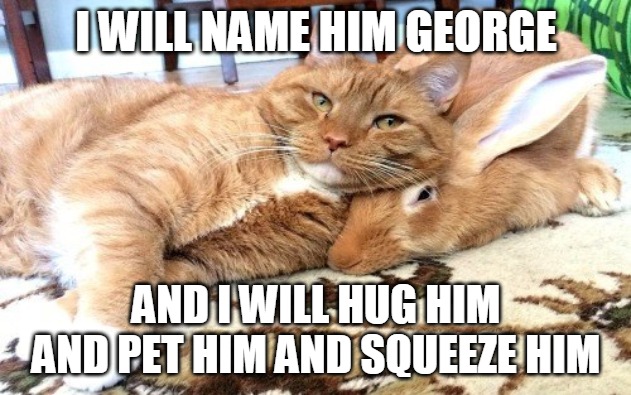 I WILL NAME HIM GEORGE; AND I WILL HUG HIM AND PET HIM AND SQUEEZE HIM | image tagged in memes,cat,cats,rabbit,Catmemes | made w/ Imgflip meme maker