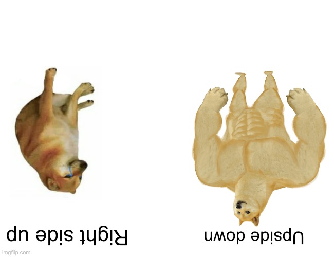 Buff Doge vs. Cheems |  Right side up; Upside down | image tagged in memes,buff doge vs cheems | made w/ Imgflip meme maker