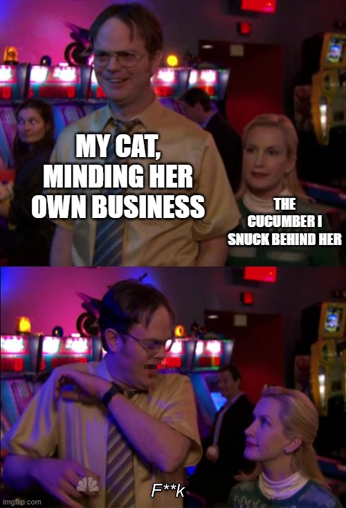 Angela scared Dwight | MY CAT, MINDING HER OWN BUSINESS; THE CUCUMBER I SNUCK BEHIND HER | image tagged in angela scared dwight | made w/ Imgflip meme maker