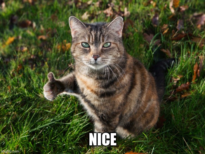THUMBS UP CAT | NICE | image tagged in thumbs up cat | made w/ Imgflip meme maker