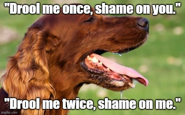 Funny animal meme with dog drooling - "Drool me once, shame on you. Drool me twice, shame on me." | "Drool me once, shame on you."; "Drool me twice, shame on me." | image tagged in memes,funny memes,funny animals,dogs,dog drooling,humor | made w/ Imgflip meme maker