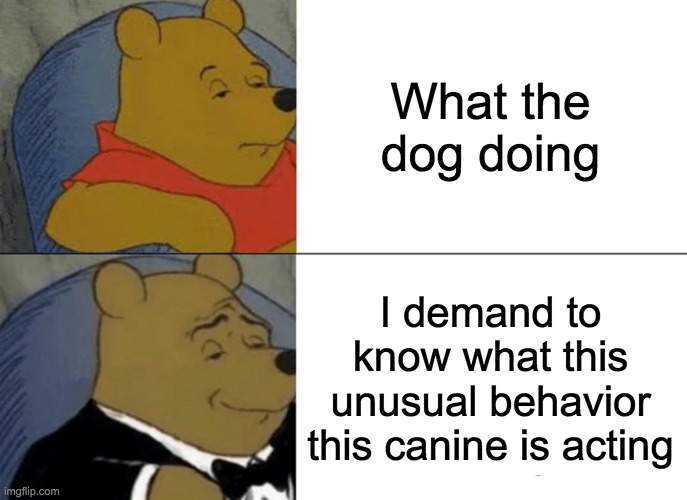 what the dog doing | What the dog doing; I demand to know what this unusual behavior this canine is acting | image tagged in memes,tuxedo winnie the pooh | made w/ Imgflip meme maker