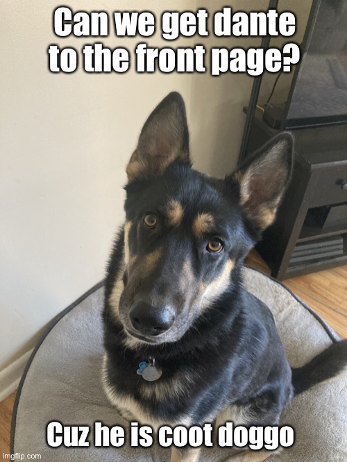 Can we get dante to the front page? Cuz he is coot doggo | image tagged in bean dante | made w/ Imgflip meme maker