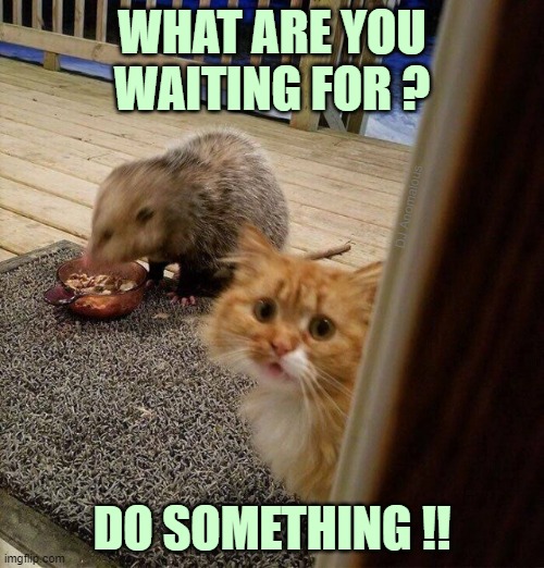 Why are you just standing there laughing? | WHAT ARE YOU WAITING FOR ? DJ Anomalous; DO SOMETHING !! | image tagged in cats,food,animals,funny animals,cat food,pets | made w/ Imgflip meme maker