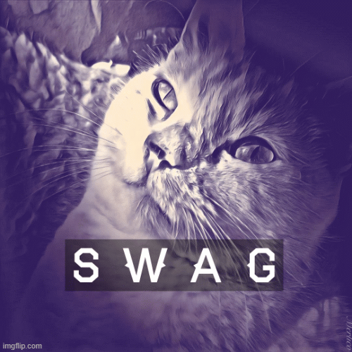 Swag Cat Imgflip